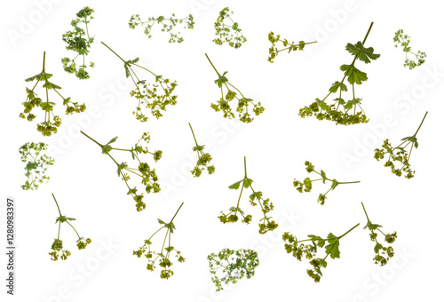 Alchemilla mollis  - .common name Lady's Mantle.  photographed from the top down,, with stems and leaves. Isolated, PNG file.

