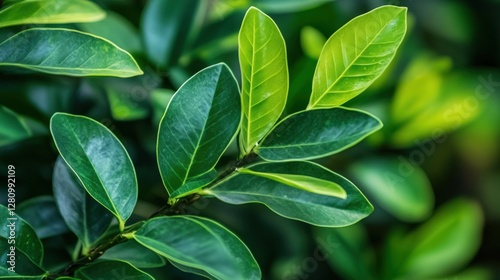 Wallpaper Mural Vibrant Green Leaves of ZZ Plant Isolated on White Background Torontodigital.ca