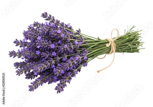 Isolated Fresh Bunch of Aromatic Lavender Flowers Tied with Twine
