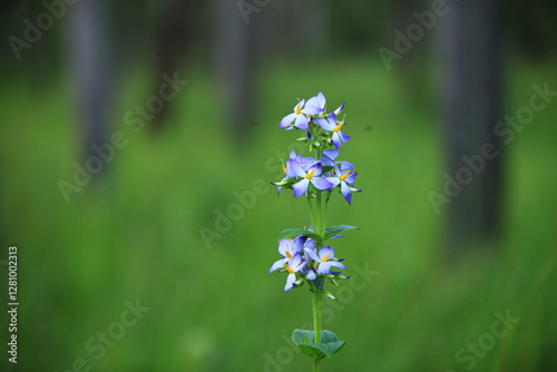 Exacum tetragonum or Bicolor Persian violet, is a species of plant in the family Gentianaceae. Its natural habitat is subtropical or tropical moist grassy forests, and it blooms in late monsoon.  photo