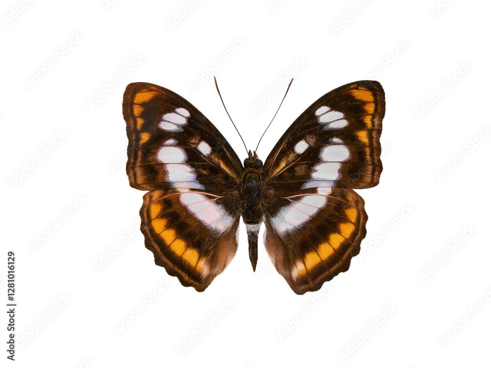 Obraz premium butterfly tropical striped isolated on white background