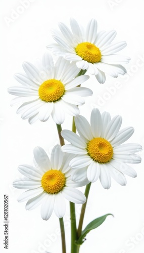 Five pristine white daisies, yellow centers, isolated , minimal, macro, bloom
