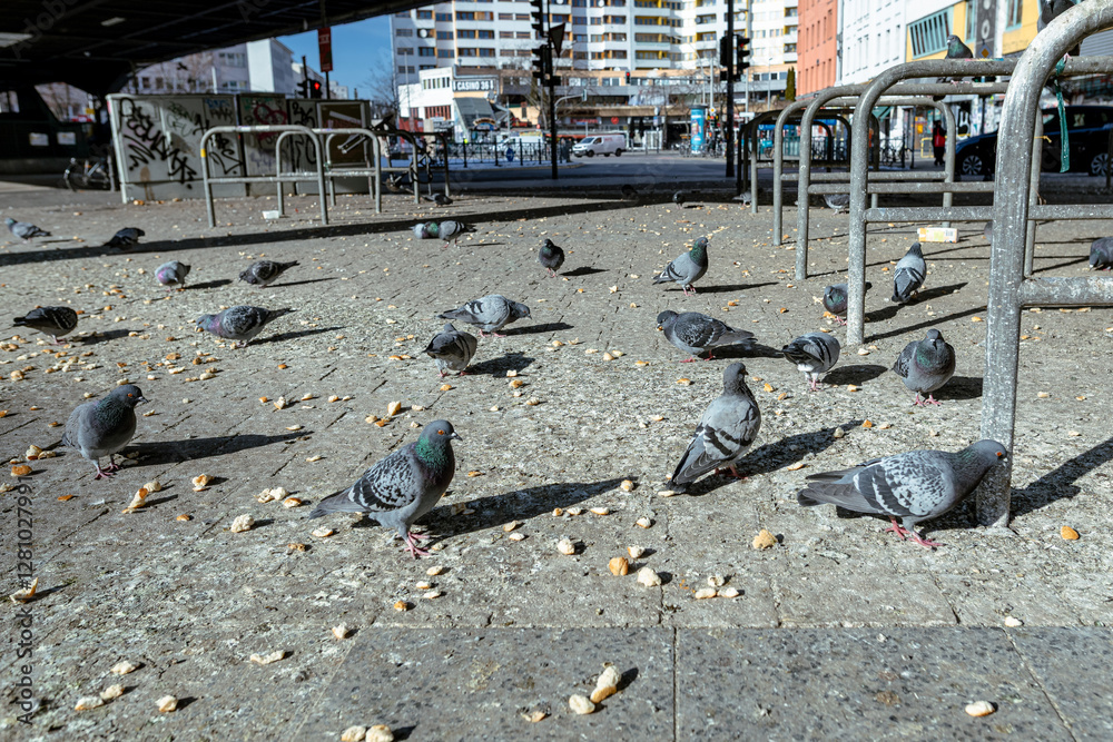 Fototapeta premium Berlin city pigeons being fed illegally, Kottbusser Tor, Berlin, Kreuzberg