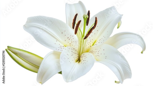 Elegant White Lily