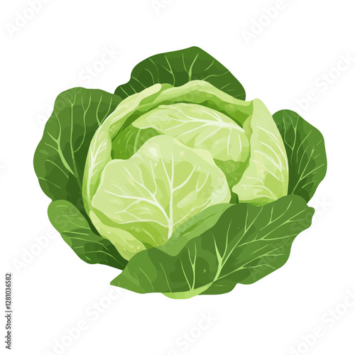 Flat vector cabbage, minimalist design, isolated on a white background.

