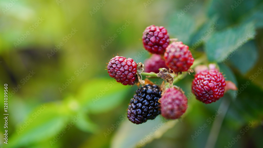 Ripe blackberries on a branch in the garden. Selective focus. Ripe blackberries on a branch in the garden. Selective focus.