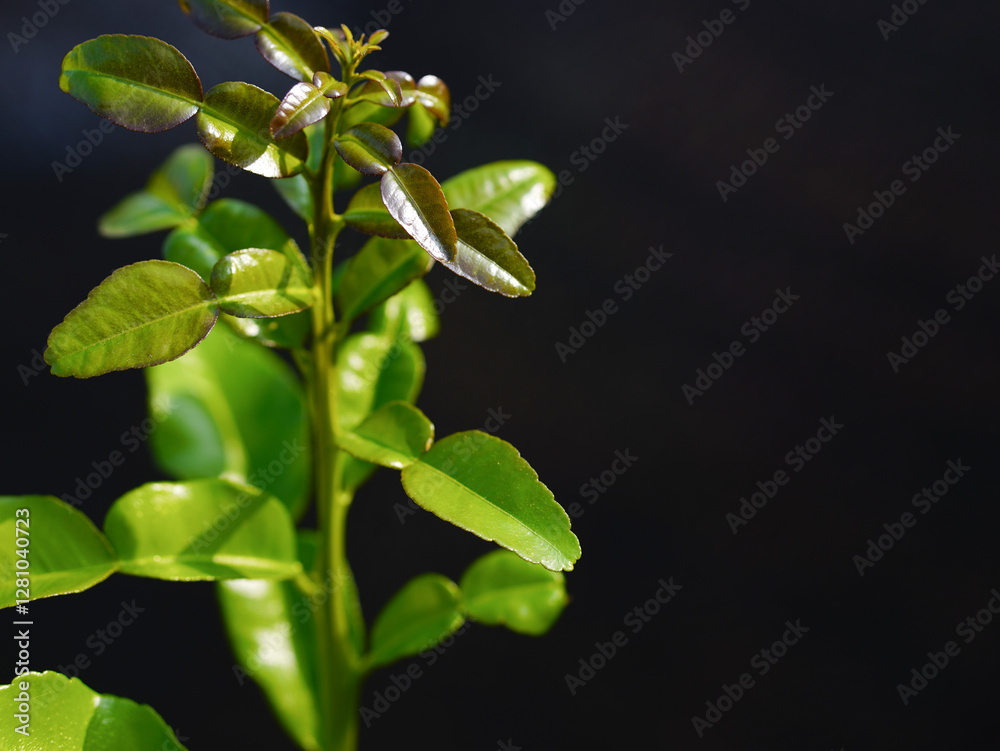 Green kaffir lime leaves on black background with space for copying text or image. Green kaffir lime leaves on black background with space for copying text or image.