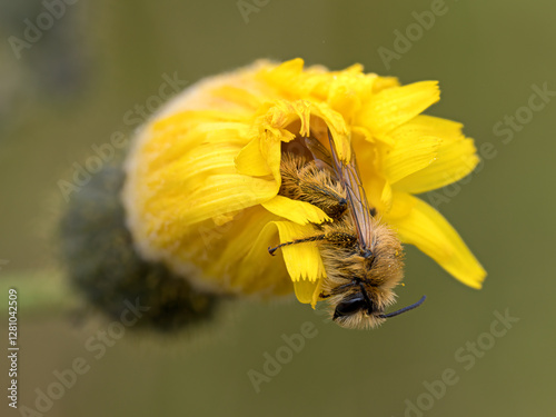 Hairy legged Mining Bee, Pantaloon Bee, Dasypoda hirtipes, sleeping in a Hawkweed flower photo