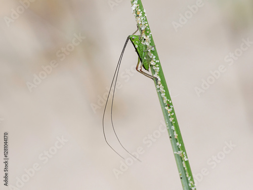 Short winged Conehead, Conocephalus dorsalis, early instar, coastal Norfolk photo