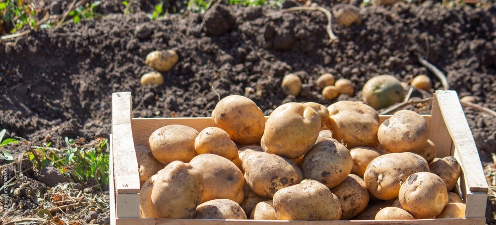 Potatoes in a box harvesting. Selective focus Potatoes in a box harvesting. Selective focus