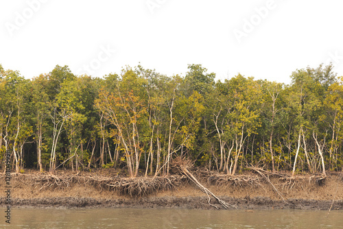 Fotografía Fallen mangrove trees and roots exposed due to soil erosion in the mangrove fore