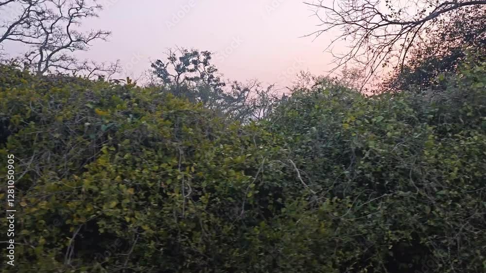 Landscape with bushes and treees at sunset Landscape with bushes and treees at sunset