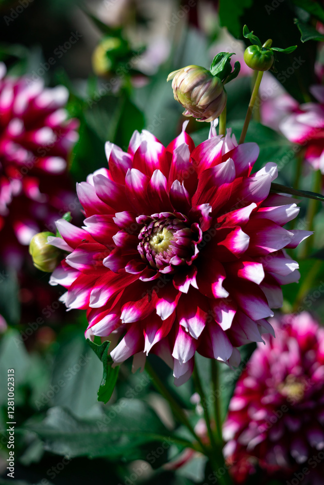 Pink and White Dahlias Blooming in a Lush Garden Setting