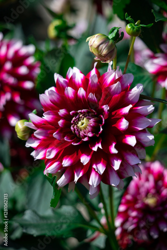 Pink and White Dahlias Blooming in a Lush Garden Setting