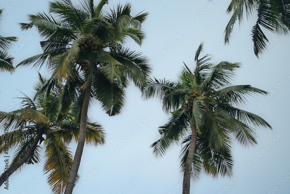 Tropical palm trees against a moody sky. Rain season in tropical climate. Palm tree background Tropical palm trees against a moody sky. Rain season in tropical climate. Palm tree background