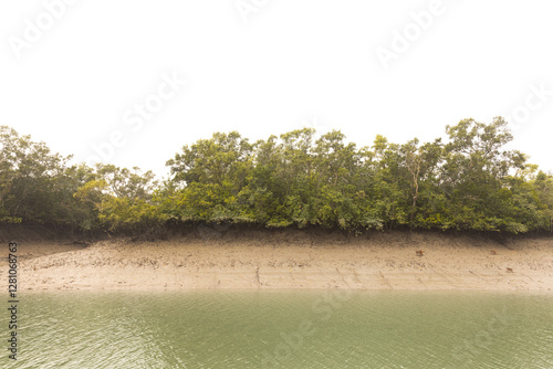 Photography Rhesus monkey at the bank of river channel at Sundarban tiger reserve, India