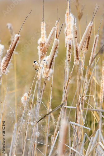 Eurasian Penduline Tits on Cattails, Raso de Portillo Lagoons