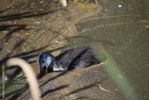 young gray coot in the water, open beak photo