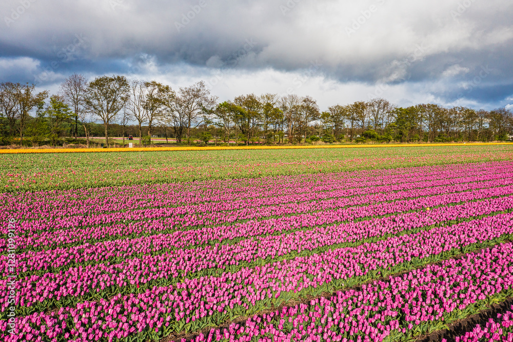 Aerial view of blooming colorful tulip fields in the Netherlands Aerial view of blooming colorful tulip fields in the Netherlands