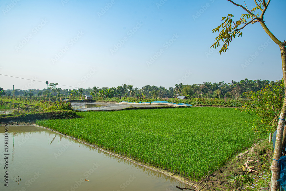 Fototapeta premium Village paddy field of Bangladesh. natural beauty of Bangladesh