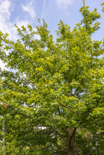 Crown of Quercus palustris, also called pin oak, swamp oak, or Spanish oak. photo