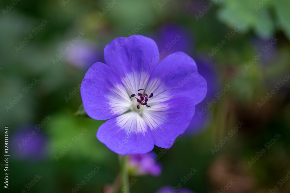 Cranesbills group of blue white purple flowers in bloom, Geranium Rozanne flowering ornamental plant, green leaves Cranesbills group of blue white purple flowers in bloom, Geranium Rozanne flowering ornamental plant, green leaves