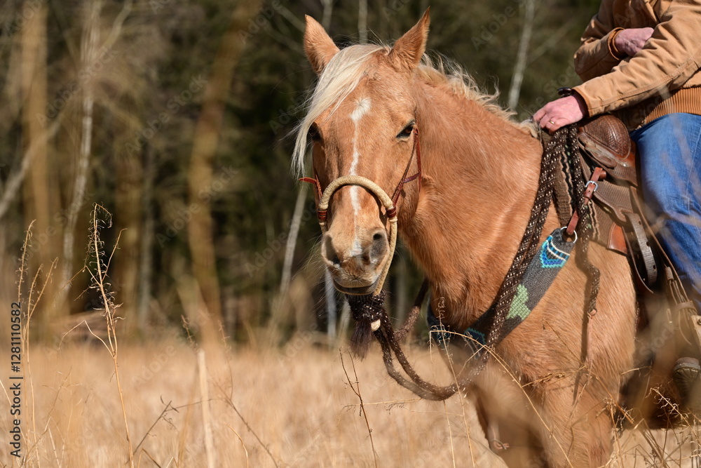 Obraz premium Ausritt in der Wintersonne. Frau reitet auf schönem Pferd gemütlich durch ein Feld