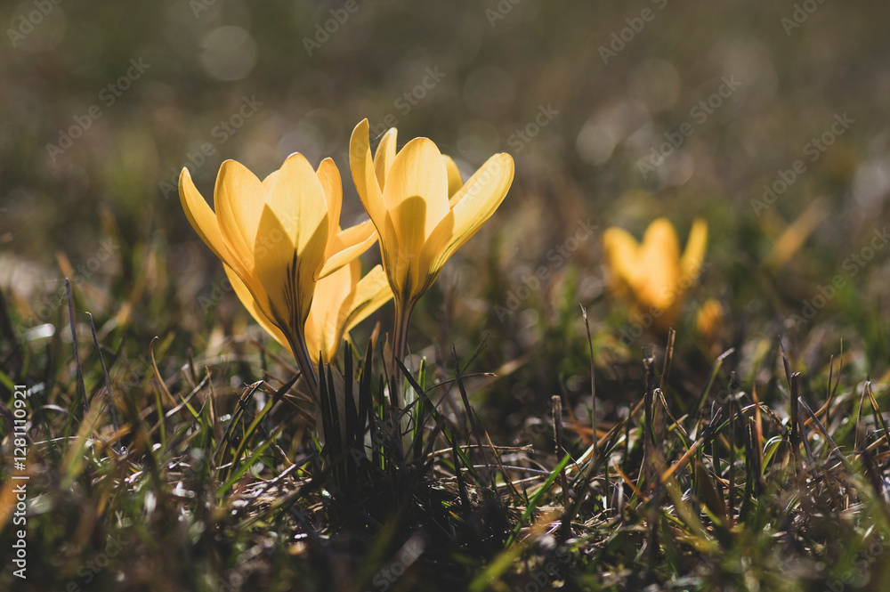Field of flowering crocus vernus plants, group of bright colorful early spring flowers in bloom