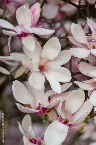 Obraz na płótnie Magnolia soulangeana also called saucer magnolia flowering springtime tree with beautiful pink white flower on branches w salonie