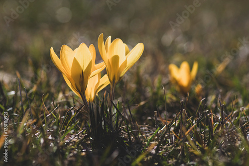 Obraz na płótnie Field of flowering crocus vernus plants, group of bright colorful early spring flowers in bloom w salonie