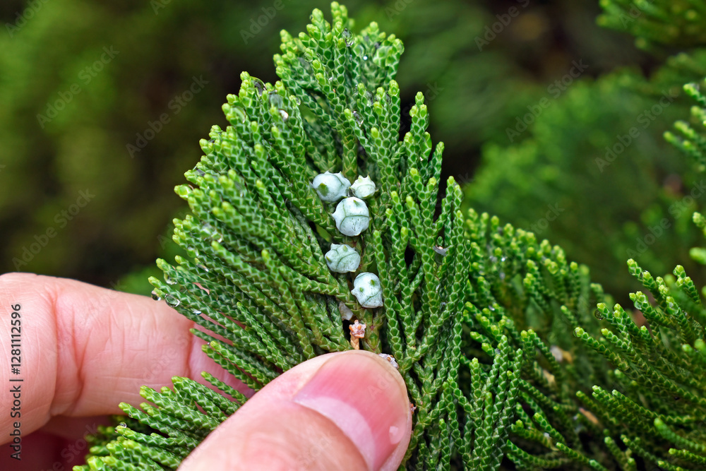 Immature seed cones of Chinese thuja (Platycladus orientalis)