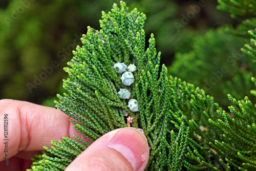 Obraz na płótnie Immature seed cones of Chinese thuja (Platycladus orientalis) w salonie