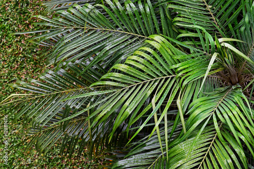 Palm trees leaves in Teresopolis, Rio de Janeiro, Brazil