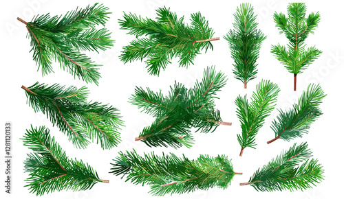 Christmas tree branch set, vector fir branches, pine collection, spruce cone, hand drawn graphic elements, Xmas decor, New Year tree elements, evergreen, festive botanical, winter nature