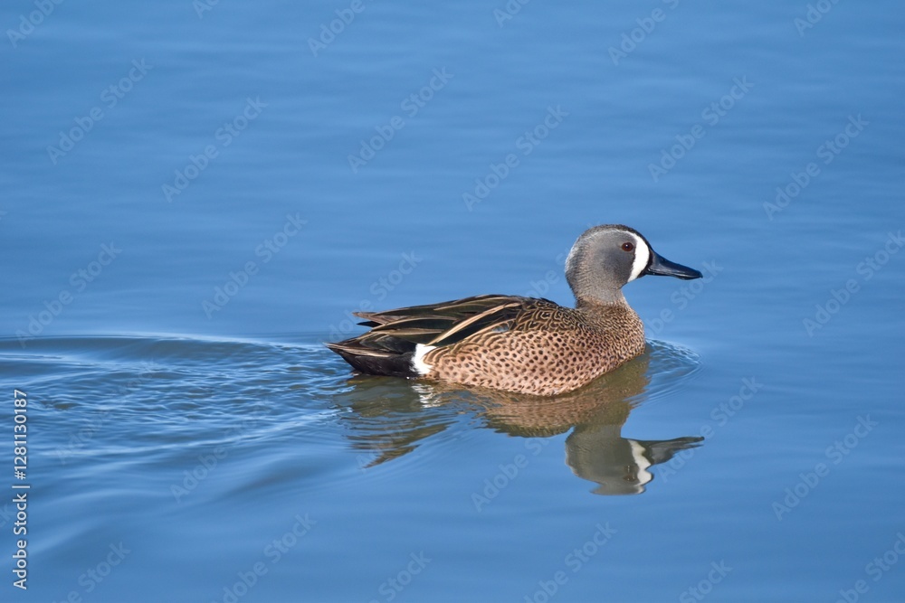Fototapeta premium Waterfowl in the spring 