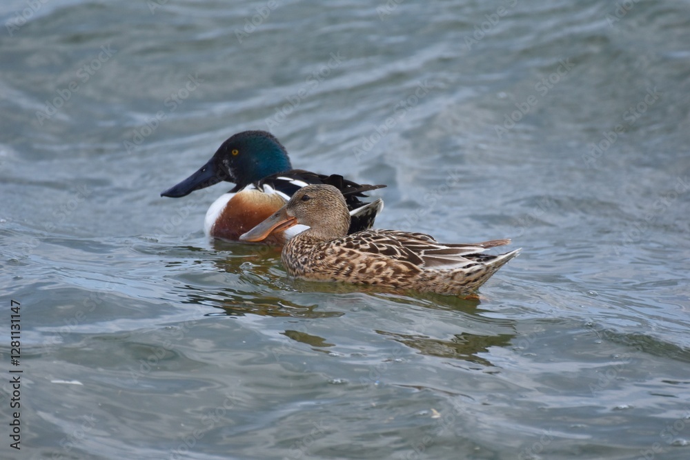 Fototapeta premium Waterfowl in the spring 