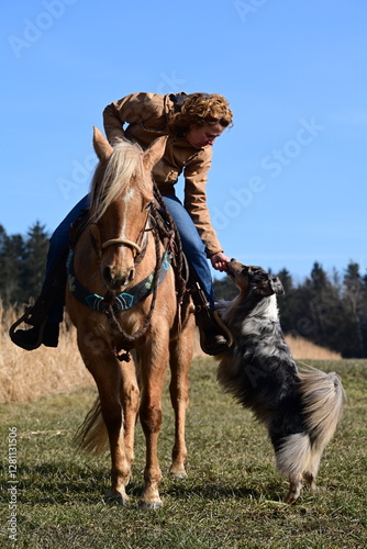Ausbildung zum Reitbegleithund. Schöner Hütehund lernt Am Reiterbein hochzuspringen
