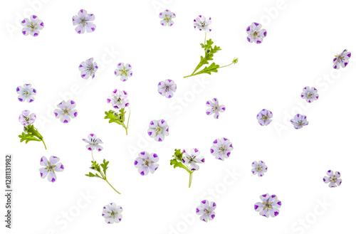 Nemophilia menziesii (baby blue eyes) flower  photographed from the top down.  Isolated, PNG file.
