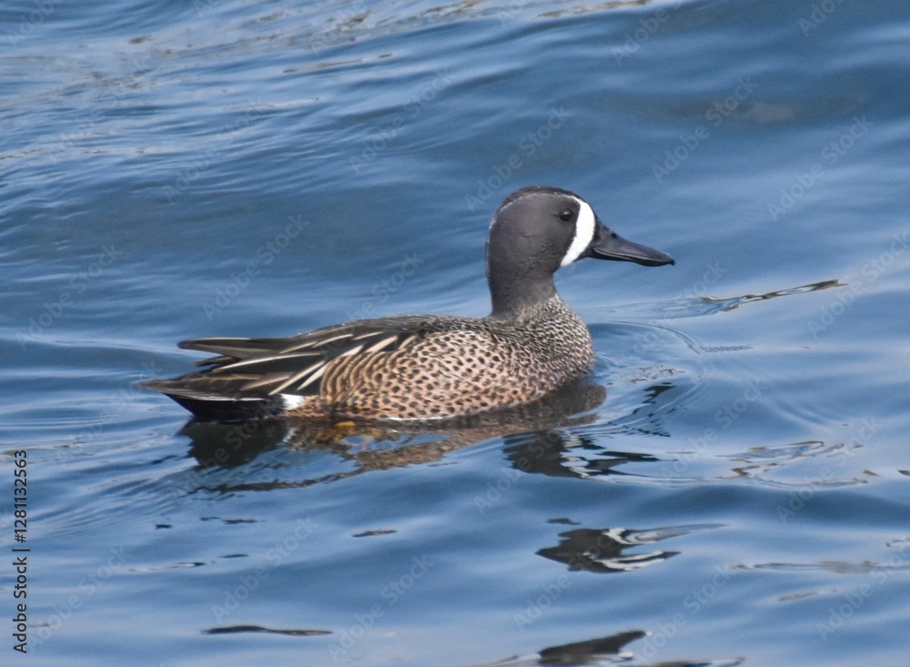 Obraz premium Waterfowl in the spring