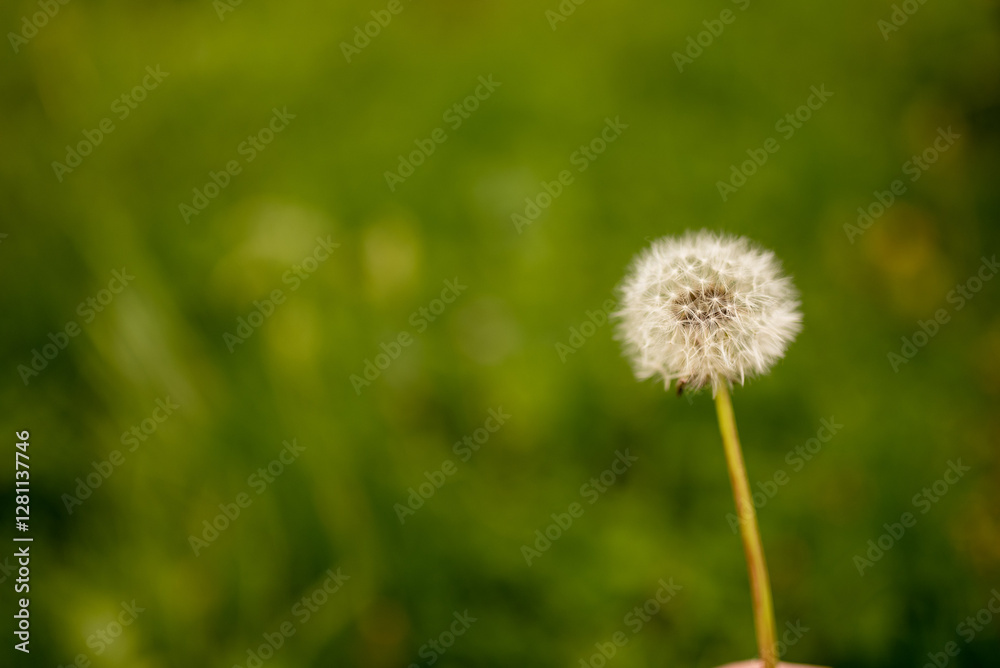 Close-Up of Summer Meadow Grass Close-Up of Summer Meadow Grass