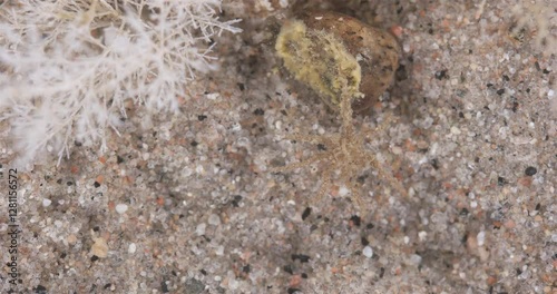 Sea spider Pseudopallene circularis close up, order Pantopoda, family Callipallenidae. White sea