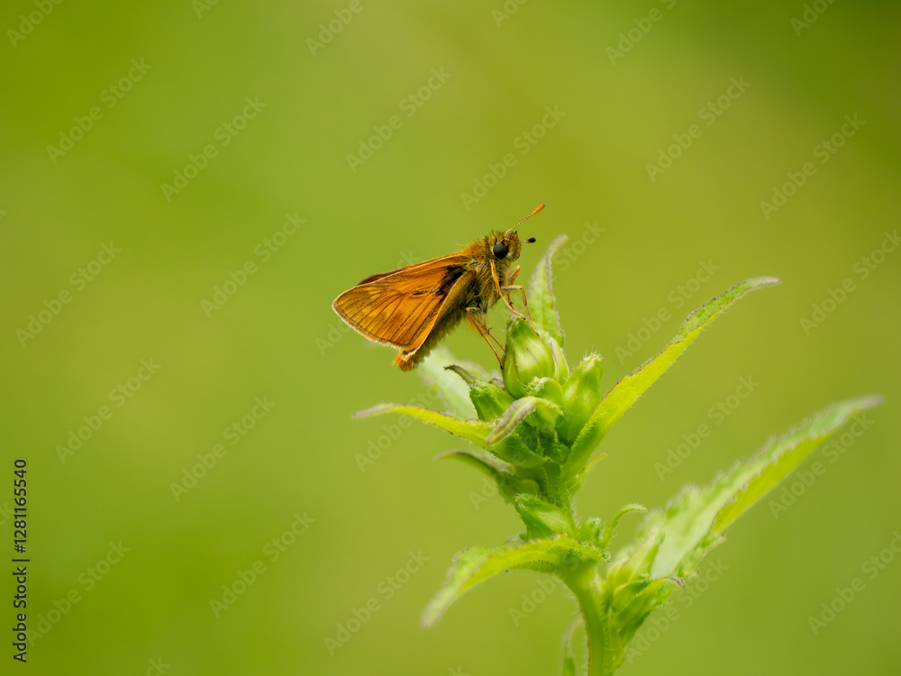 Side View of a Large Skipper Butterfly