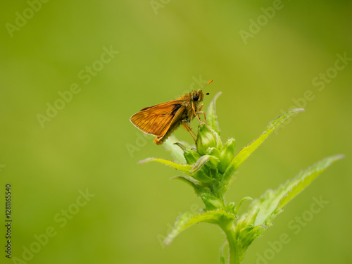 Obraz na płótnie Side View of a Large Skipper Butterfly w salonie