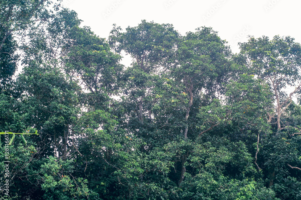 Fototapeta premium trees in the mountains