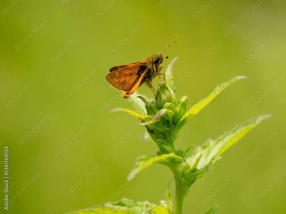 Side View of a Large Skipper Butterfly