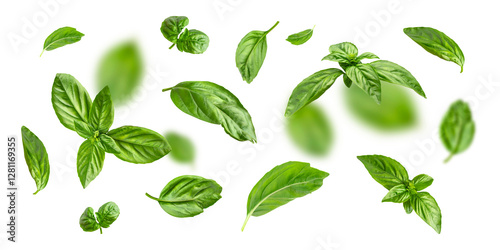 Flying fresh green basil leaves isolated on white background. Cut out contour basil leaves, objects for your packaging design, advertising, mockup. With clipping path 