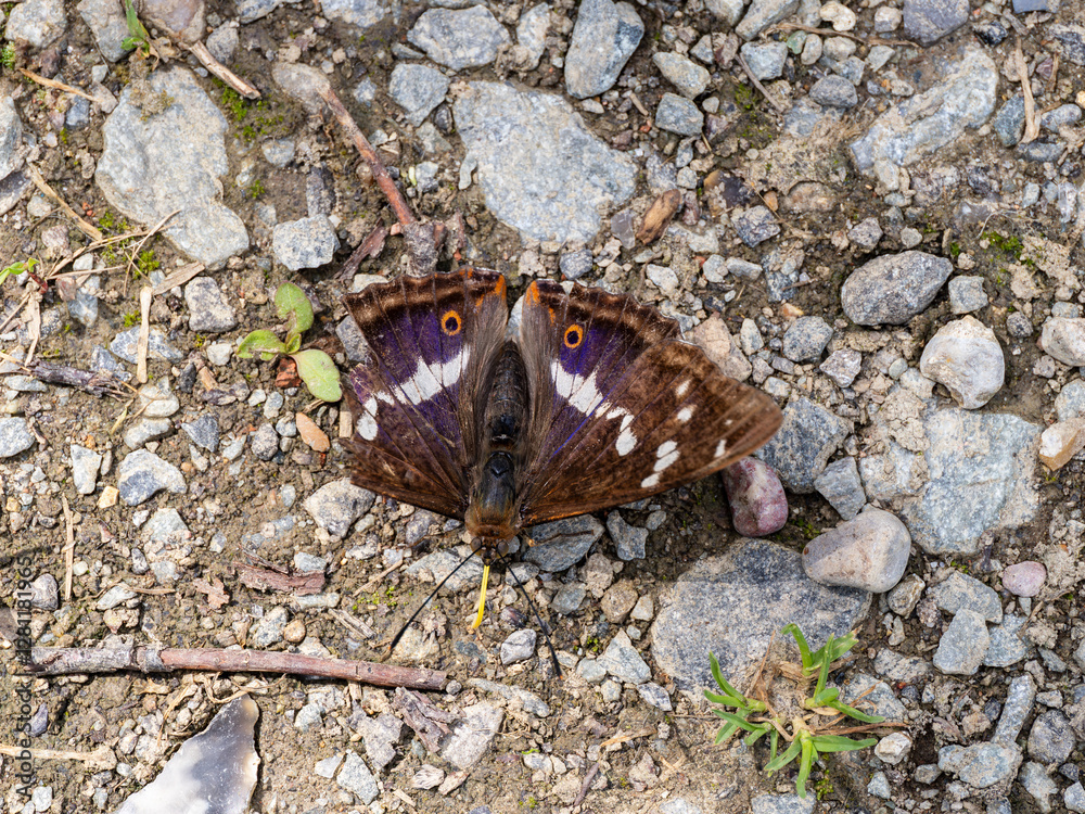 Purple Emperor Butterfly. Wings Open