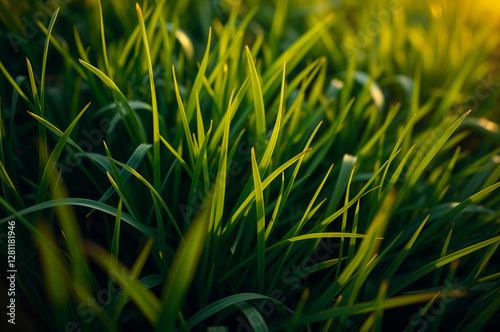 Close-up vibrant green grass lawn, natural greenery background texture of lawn garden. The lush blades of grass fill the frame. Lawn for training football pitch, Grass Golf Courses. photo