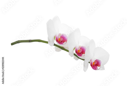 Branch with white orchid flowers isolated on white background. Floral design element.	