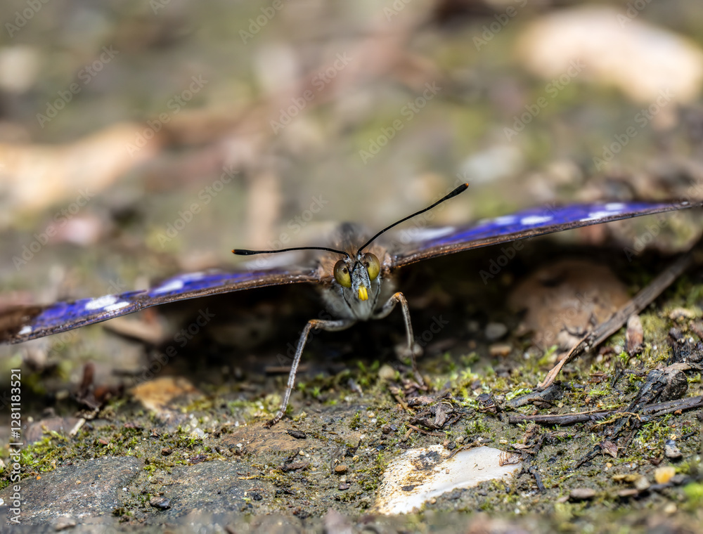Purple Emperor Butterfly. Wings Open